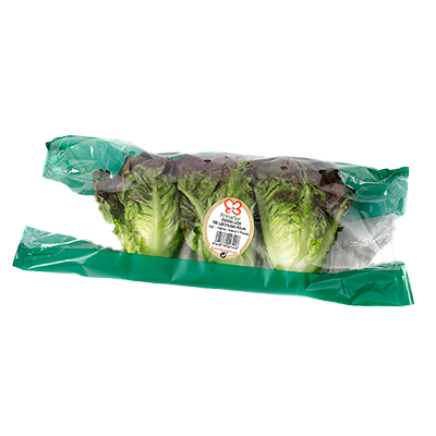 COGOLLOS DE LECHUGA ROJA BANDEJA DE 350 G.