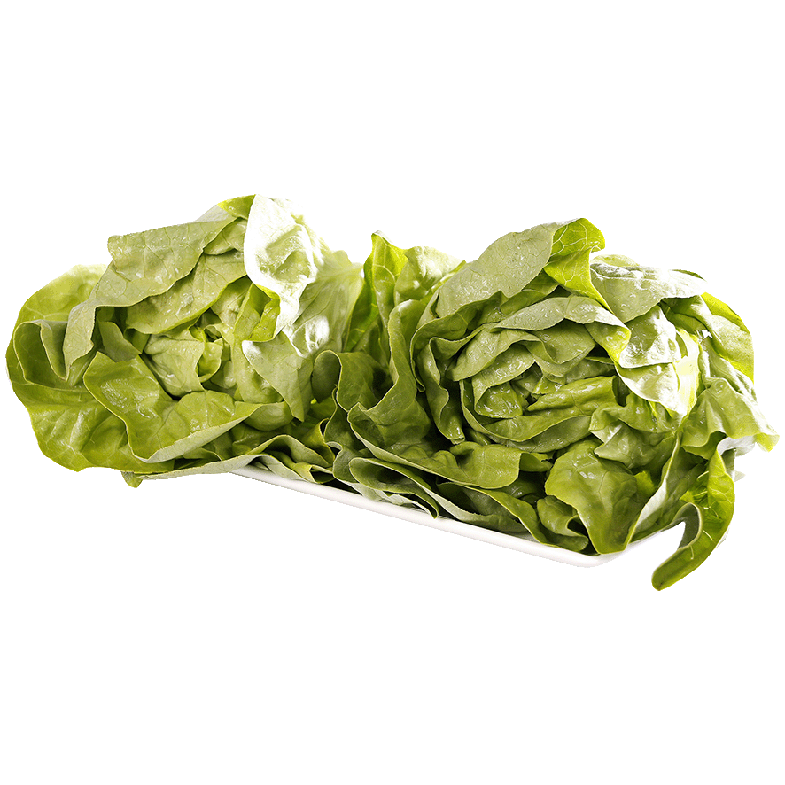 LECHUGA TROCADERO LA UD.