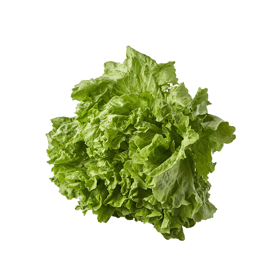 LECHUGA ASTURIANA LA UNIDAD