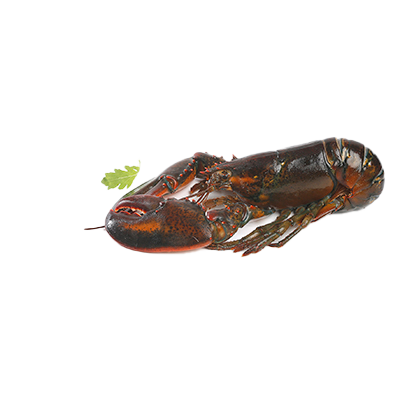 BOGAVANTE LA PIEZA
