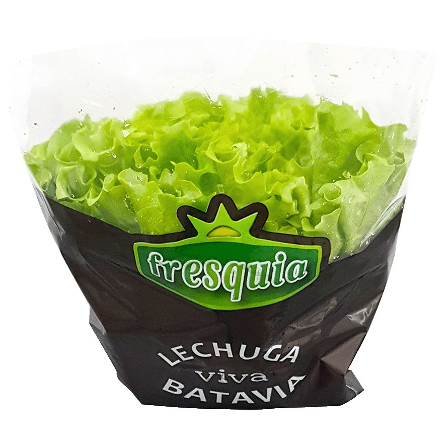 LECHUGA BATAVIA HIDROP&Oacute;NICA 250 G.