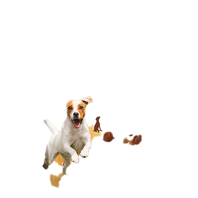 BOONY BITS PARA PERROS 55 G.