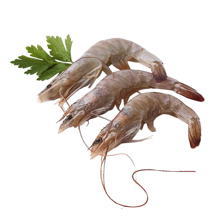 LANGOSTINO CRUDO, 60 A 70 PIEZAS EL KILO